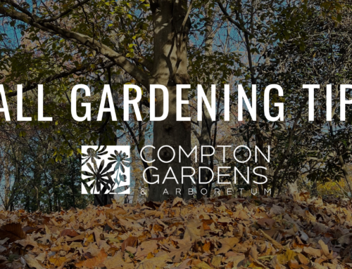 Fall Gardening Tips from Compton Gardens