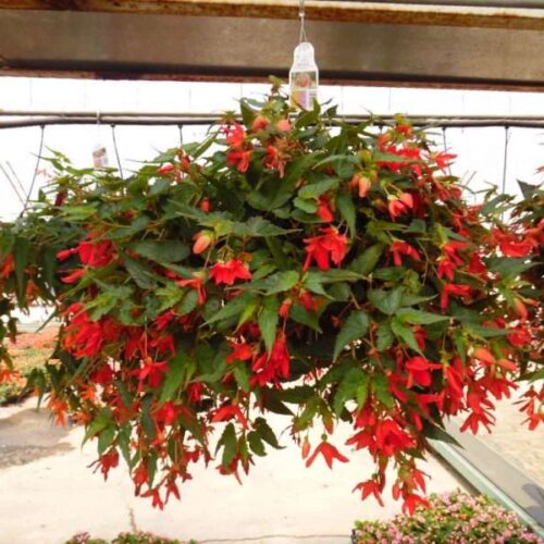 red hanging flower basket with white light around it - green leaves and red flowers boss nova begonias for hanging basket sale at Peel Museum