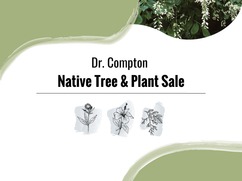 Dr. Compton Native Tree & Plant Sale image with white background, green gradients surrounding the black text, grey watercolor flower illustrations and a picture of a flowering yellow wood.