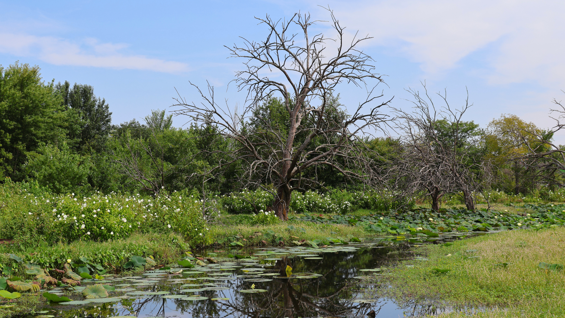 A photo of the wetlands at Osage Park featuring a tree in the middle of the water with beautiful aquatic plants surrounding it