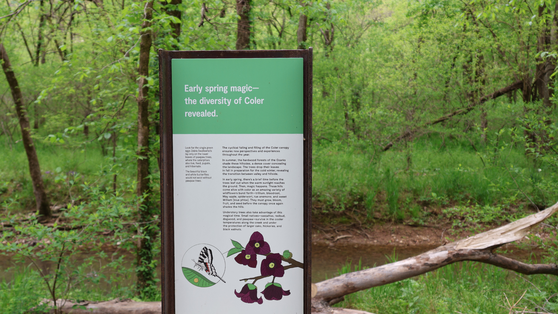 Photo of a metal interpretive sign at Coler stating: "Early Spring Magic: The Diversity of Coler Revealed". Sign is located just off the greenway in front of the creek at Coler