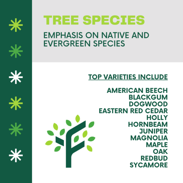 Infographic with the title "Tree Species" followed by the words "emphasis on native and evergreen species." Below, tree species are listed in green, including: American Beech, Blackgum, Dogwood, Easter Red Cedar, Holly, Hornbeam, Juniper, Magnolia, Maple, Oak, Redbud, and Sycamore.