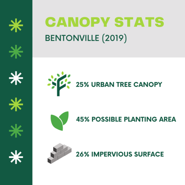 Infographic about canopy statistics in Bentonville (2019). States that 25% of the land in Bentonville contains urban tree canopy, 45% contains possible planting area, and 26% contains impervious surface.