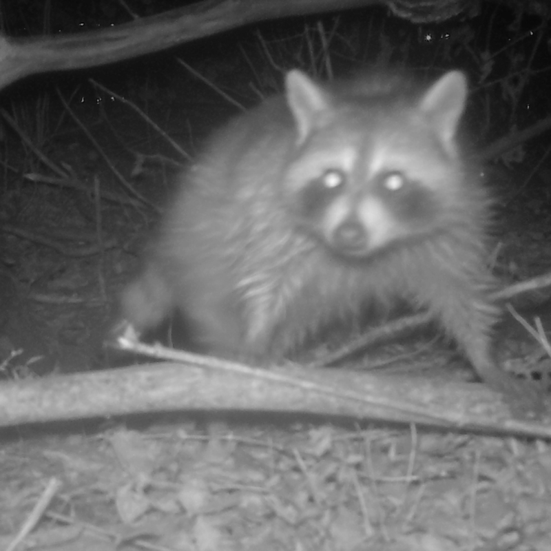 wildlife camera set up at Osage Park in Bentonville, AR - racoon looking right at camera with hair all spiky