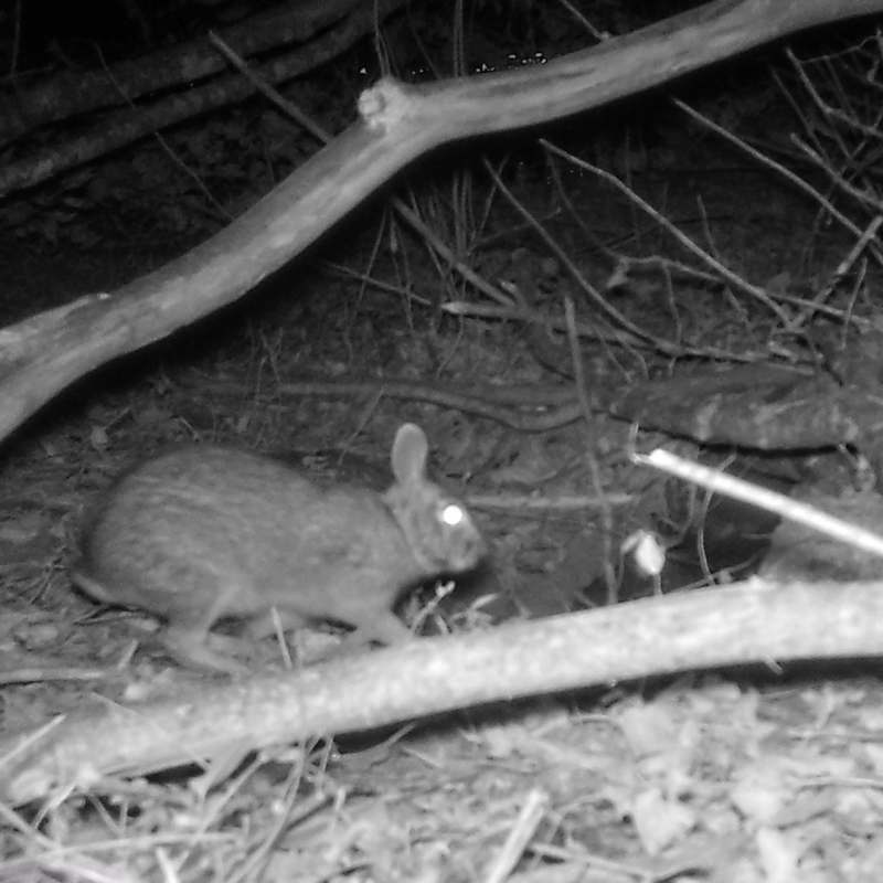 wildlife camera set up at Osage Park in Bentonville, AR - bunny hopping around near beaver lodge