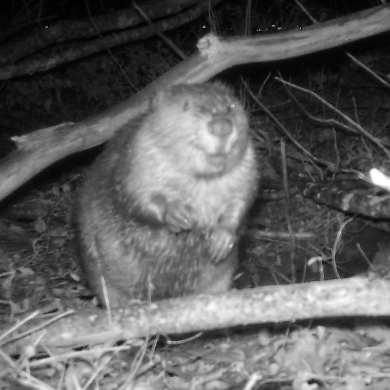 wildlife camera set up at Osage Park in Bentonville, AR - beaver holding a stick outside of their lodge
