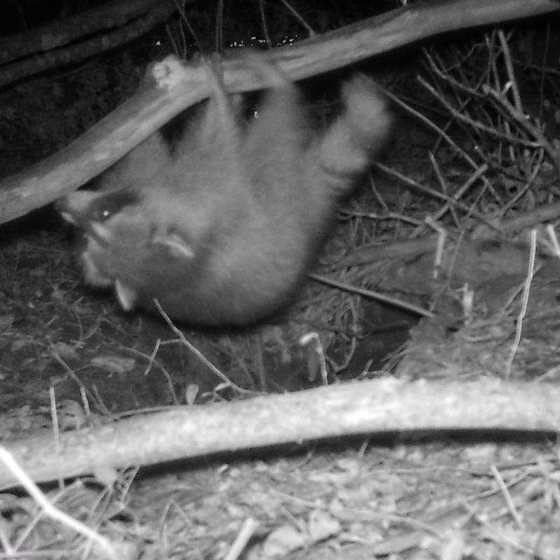 wildlife camera set up at Osage Park in Bentonville, AR - raccoon swinging from branch