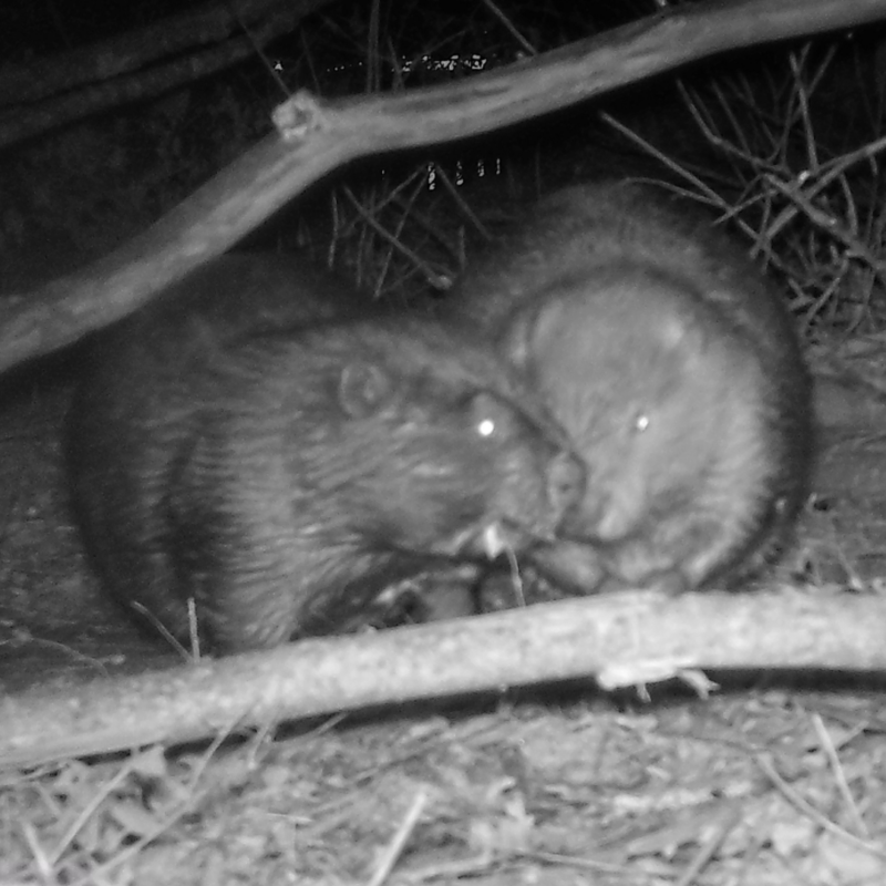 wildlife camera set up at Osage Park in Bentonville, AR - Black and white photo of two beavers with their noses touching and twigs around them