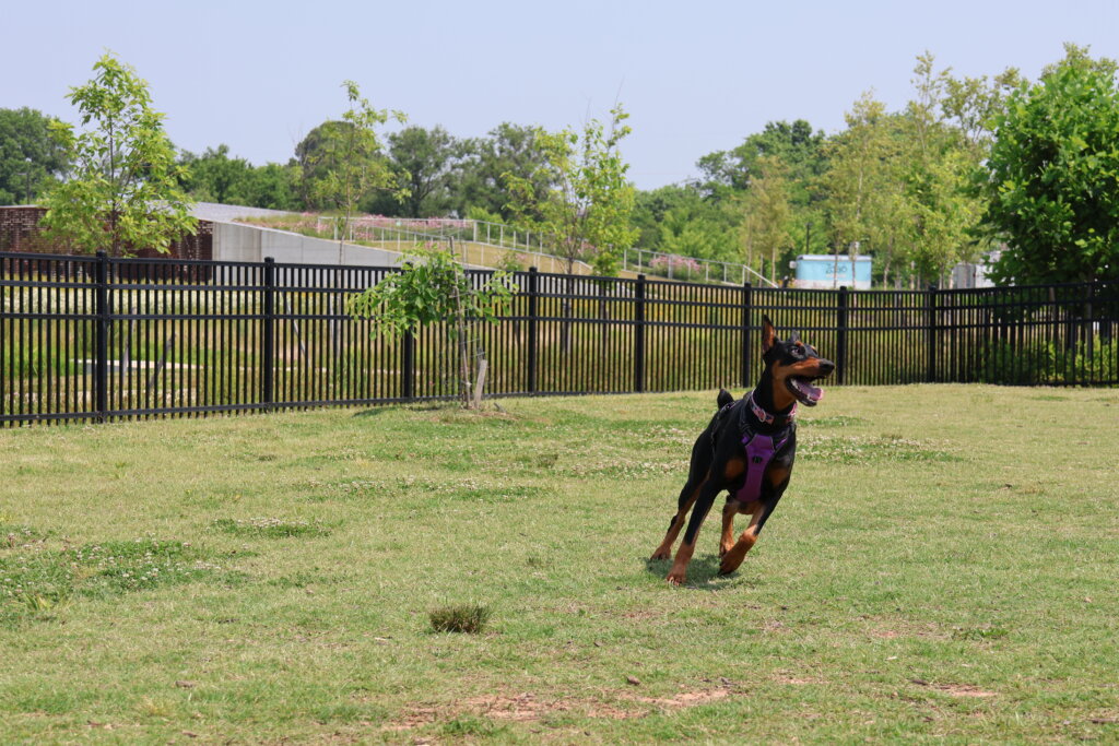Photo of a dog running in the Osage Park Dark Park