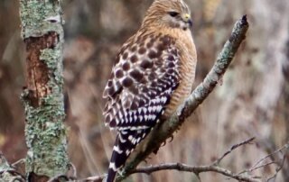 Red Shouldered Hawk in Bentonville Arkansas, large bird sitting on mossy tree with lots of detailing in it's feathers - different shades of brown and white
