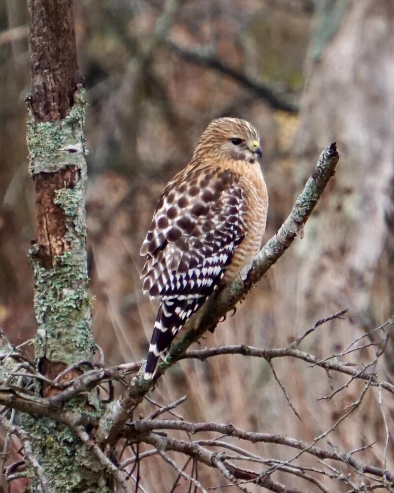 Red Shouldered Hawk in Bentonville Arkansas, large bird sitting on mossy tree with lots of detailing in it's feathers - different shades of brown and white