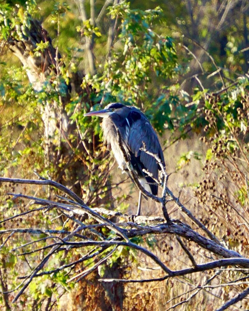 Great blue heron at Osage Park in Bentonville Arkansas