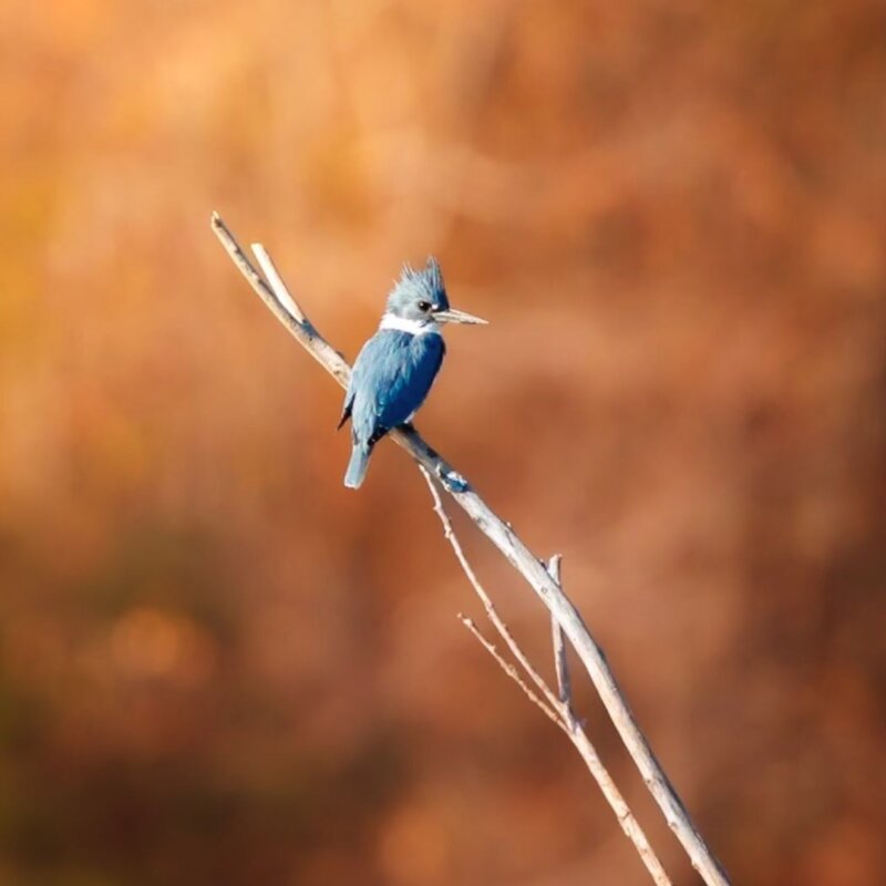 Belted Kingfisher sighting at Osage Park - Tiny blue bird with long narrow beak sitting on top of a little twig with orange foliage behind it Bentonville Arkansas