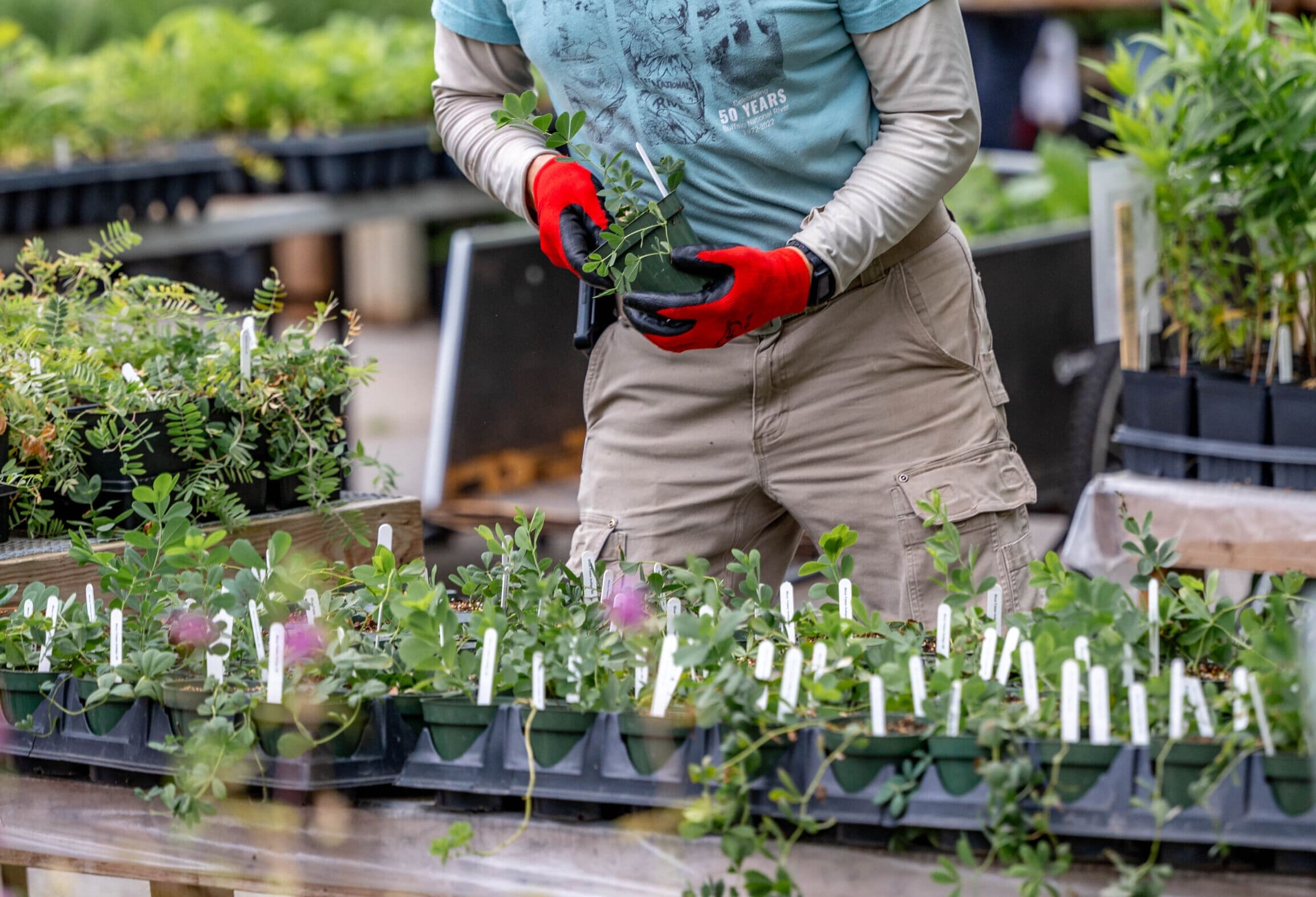 Plant Smarter, Not Harder How Native Plants Can Lower Your Water Bill